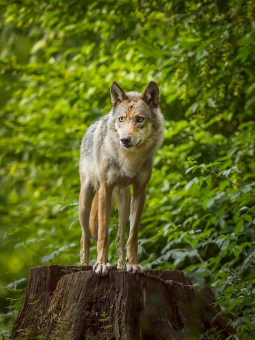 Ein Wolf steht auf einem Baumstumpf und hält Ausschau.