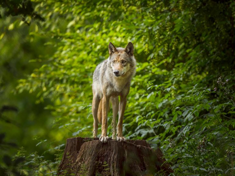 Ein Wolf steht auf einem Baumstumpf und hält Ausschau.