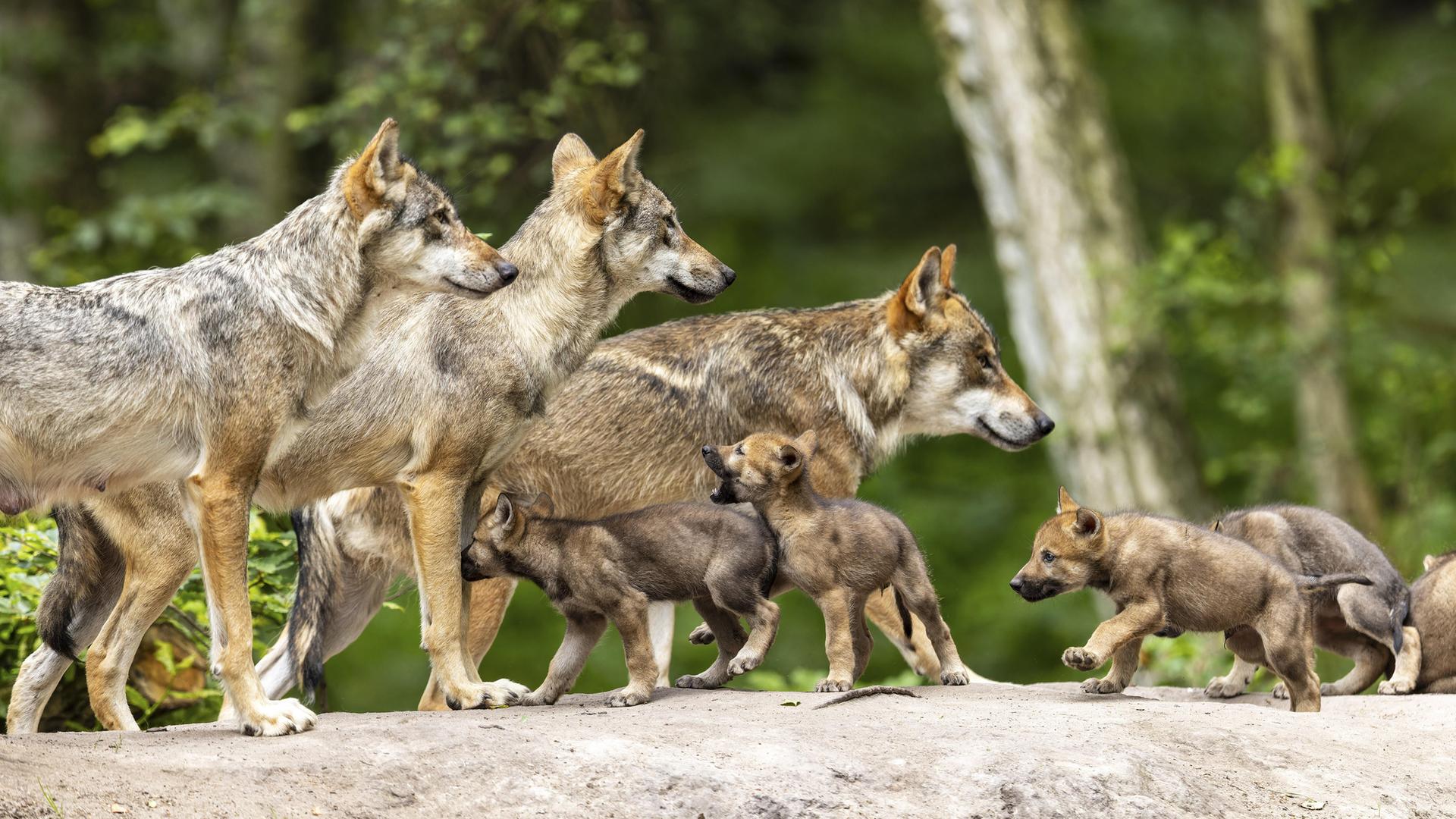 Ein Rudel von mehreren Wölfen und ihren Jungen erkundet gemeinsam ein bewaldetes Gelände.