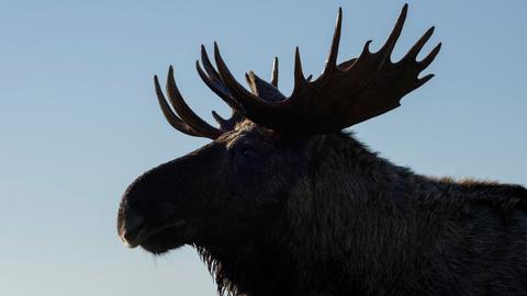 Die Silhouette eines Elchs mit ausgeprägtem Schaufelgeweih zeichnet sich gegen den Himmel ab. 