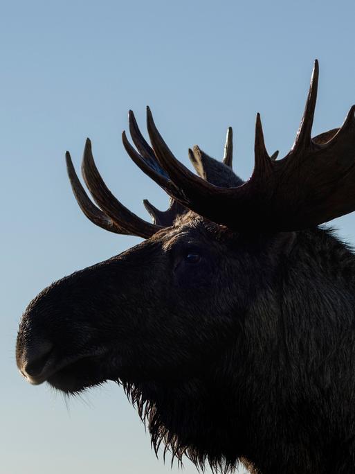 Die Silhouette eines Elchs mit ausgeprägtem Schaufelgeweih zeichnet sich gegen den Himmel ab. 
