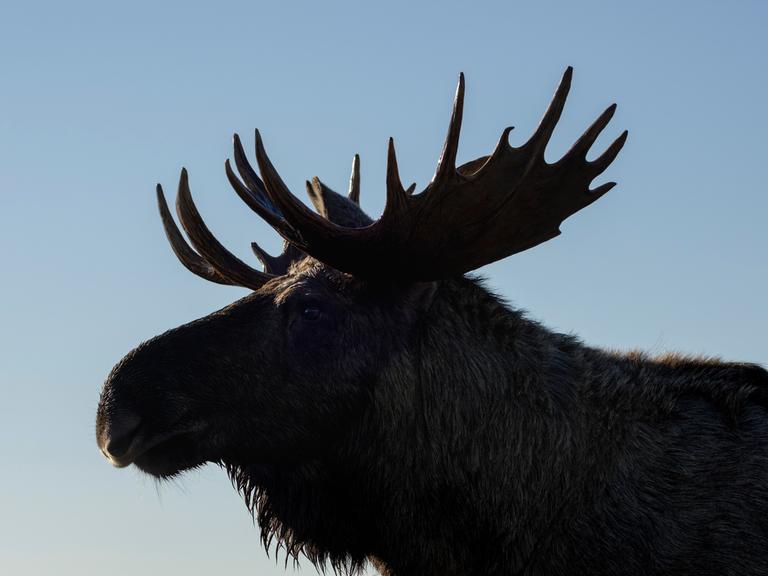 Die Silhouette eines Elchs mit ausgeprägtem Schaufelgeweih zeichnet sich gegen den Himmel ab. 
