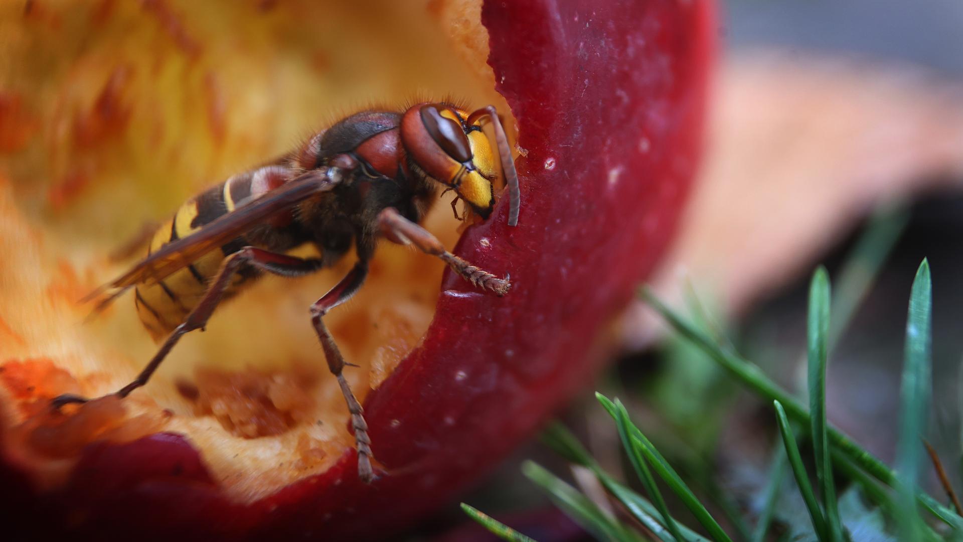 Eine Hornisse frisst an einem unter einem Apfelbaum liegenden Apfel. Eine Hornisse frisst an einem unter einem Apfelbaum liegenden Apfel.