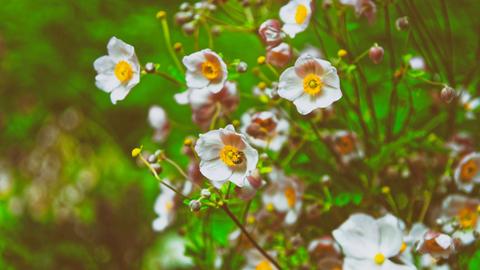 Rosa Gartenblumen in den Bergen des Lauterbrunnen-Tals, Interlaken, Kanton Bern, Schweiz.