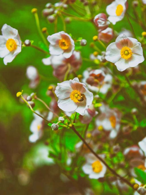 Rosa Gartenblumen in den Bergen des Lauterbrunnen-Tals, Interlaken, Kanton Bern, Schweiz.