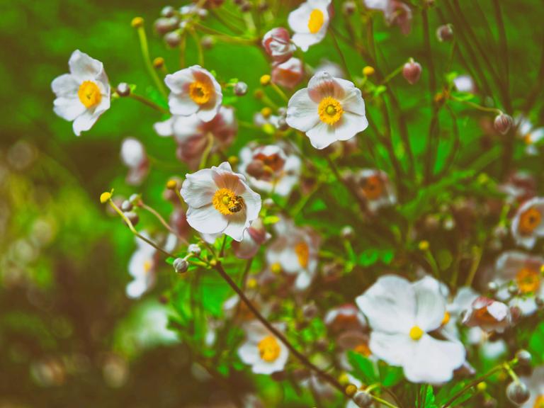 Rosa Gartenblumen in den Bergen des Lauterbrunnen-Tals, Interlaken, Kanton Bern, Schweiz.