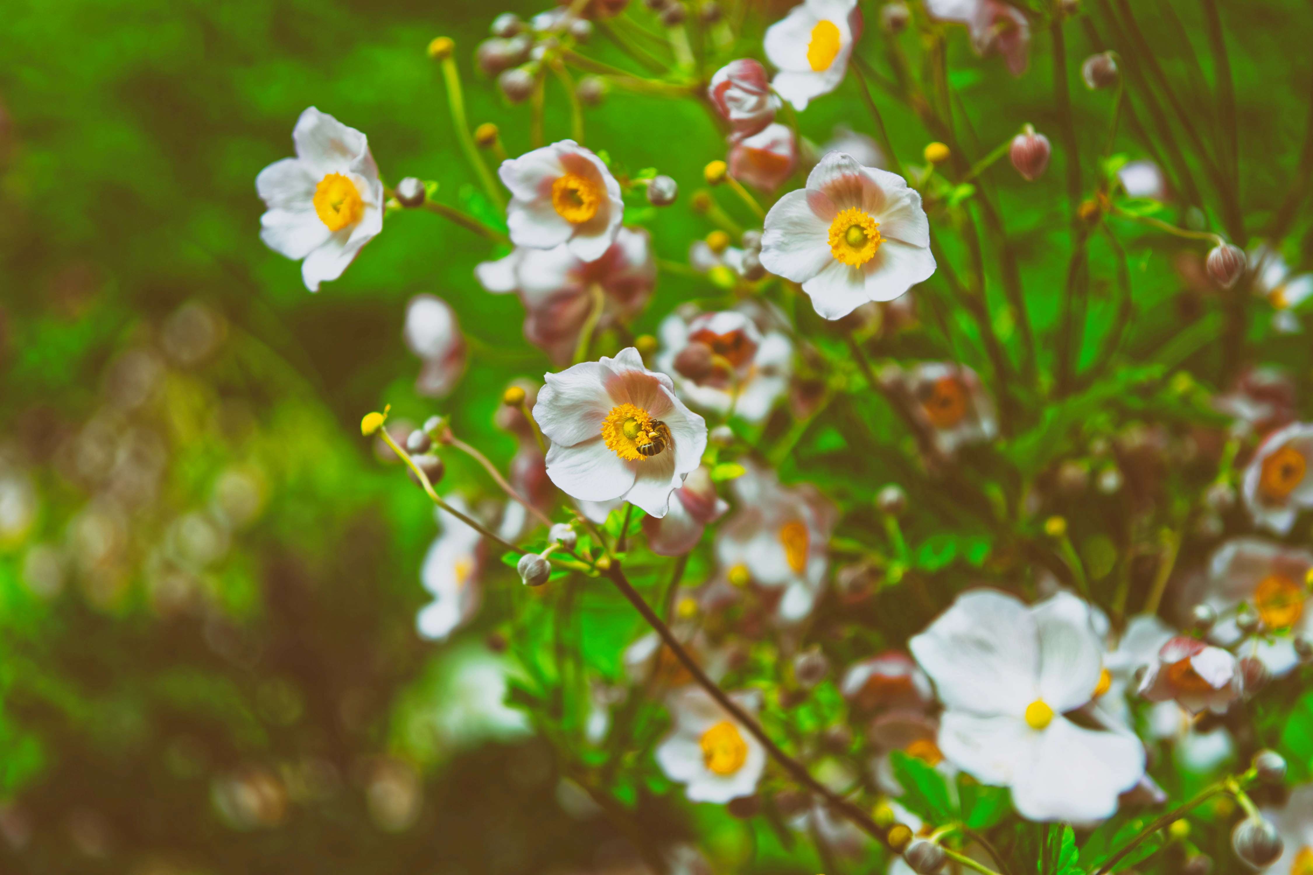 Rosa Gartenblumen in den Bergen des Lauterbrunnen-Tals, Interlaken, Kanton Bern, Schweiz.