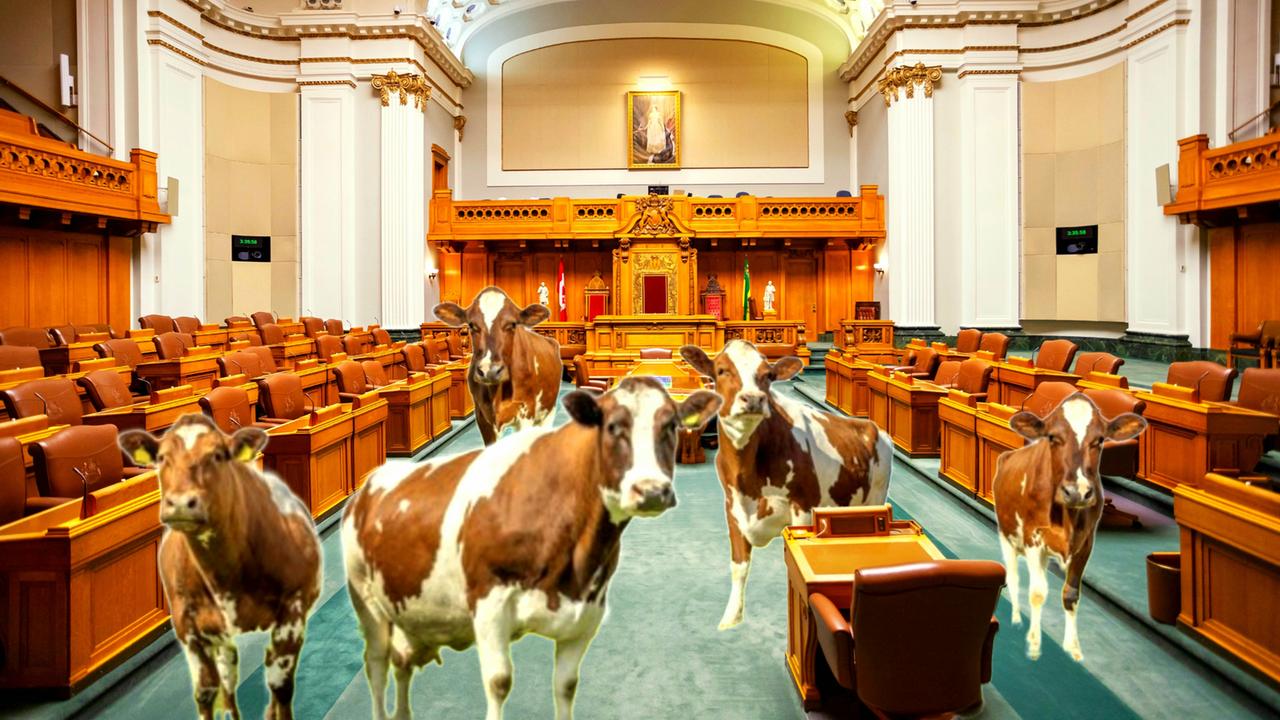 Kühe im Parlament