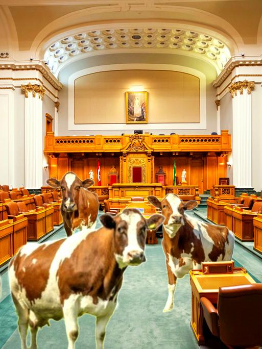 Kühe im Parlament