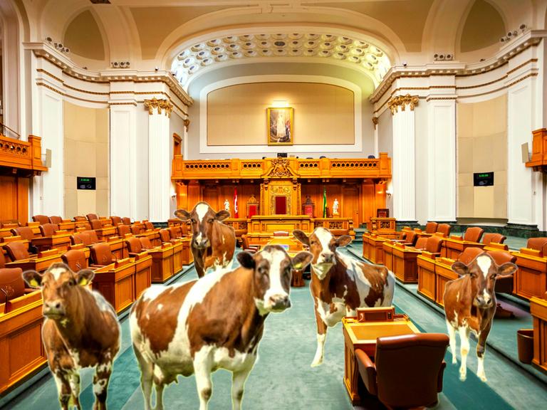 Kühe im Parlament