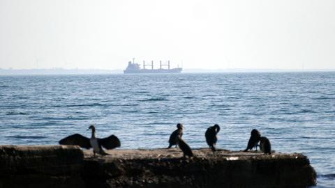 Ein Frachtschiff auf dem Schwarzen Meer, vom Ufer aus gesehen. Im Vordergrund sitzen Seevögel auf einer Mauer.