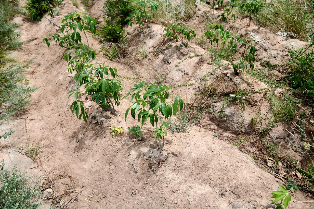 Kassava-Pflanzen wachsen auf einem Stück sandiger Erde.