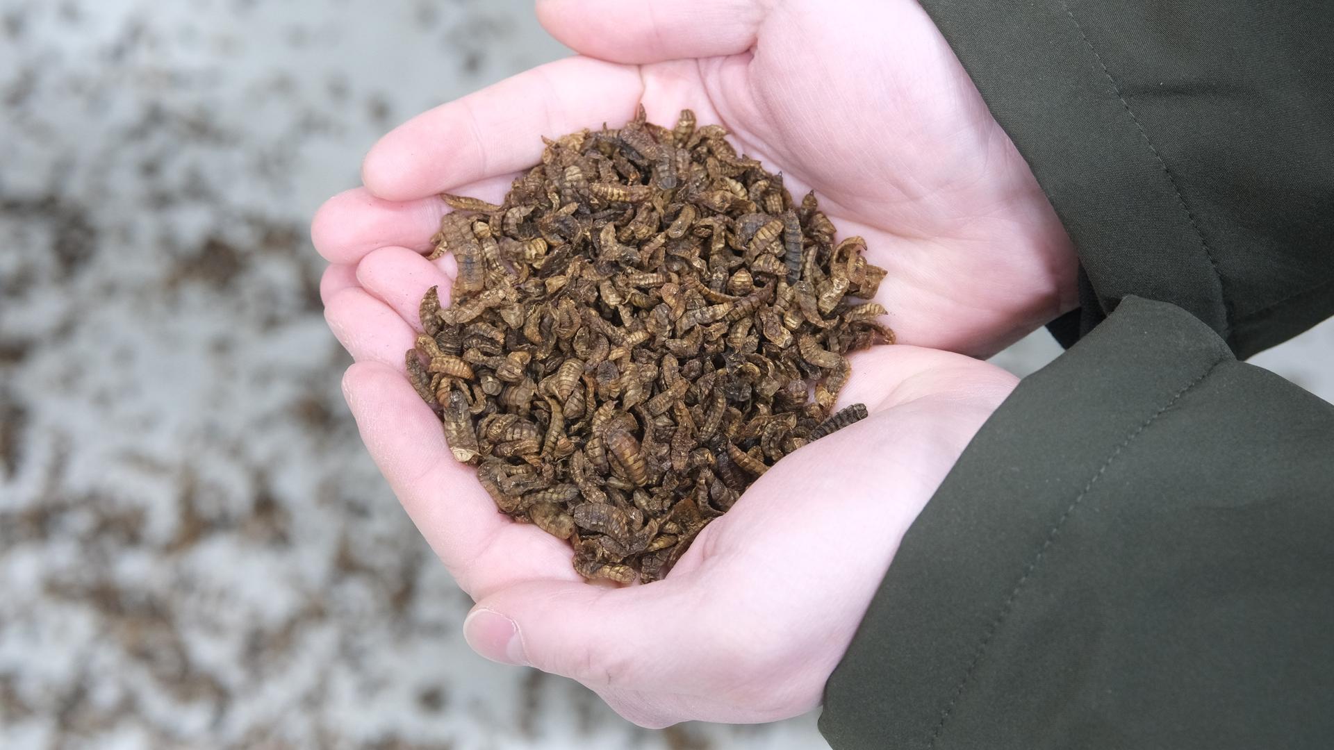 Hände mit abgestorbenen Larven der Schwarzen Soldatenfliege als Tierfutter in der Insekten-Farm "âmade by madeâ". Der Betrieb züchtet Fliegenlarven als Futtermittel und zur Herstellung von Pflanzendünger. 