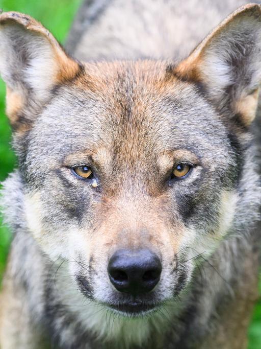 Ein Wolf steht im Gehege im Wisentgehege Springe. Man sieht sein Gesicht in Nahaufnahme