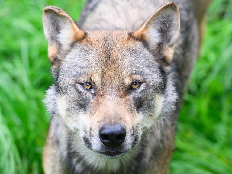 Ein Wolf steht im Gehege im Wisentgehege Springe. Man sieht sein Gesicht in Nahaufnahme