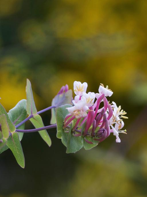 Prachtvolle Blüte des Echten Geißblattes, auch Jelängerjelieber genannt. 