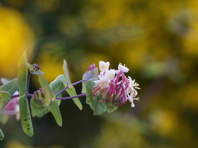 Prachtvolle Blüte des Echten Geißblattes, auch Jelängerjelieber genannt. 