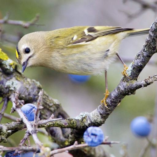 Ein Wintergoldhähnchen auf einem Zweig