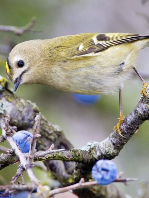 Ein Wintergoldhähnchen auf einem Zweig