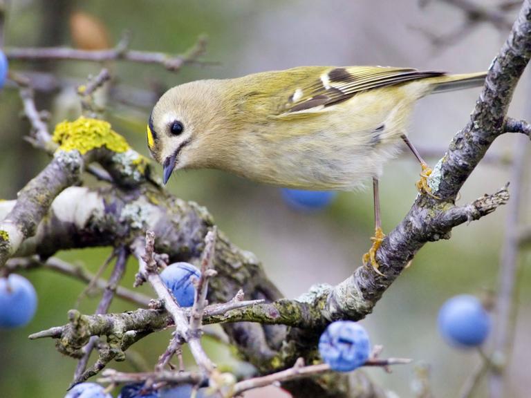 Ein Wintergoldhähnchen auf einem Zweig