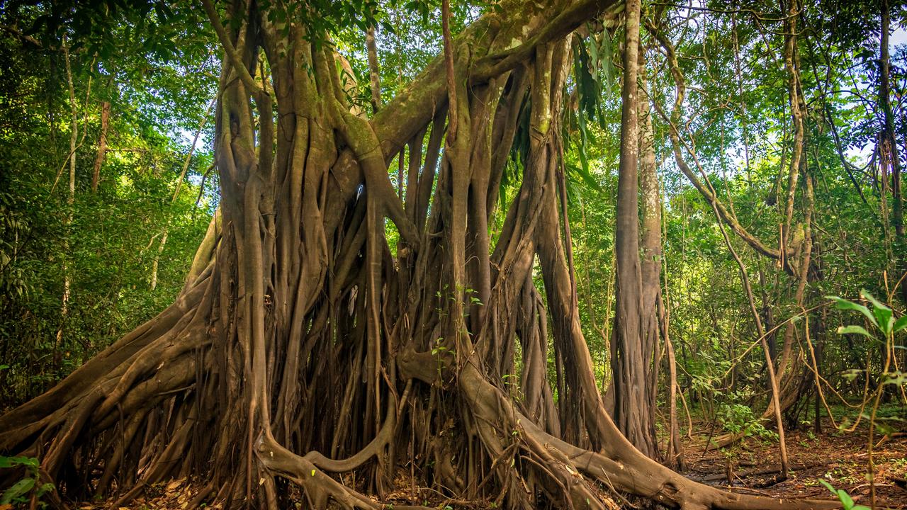 Ein Baum im Amazonas-Regenwald. Das Bild zeigt ein Gewirr von Stämmen und Wurzeln des Baums. 