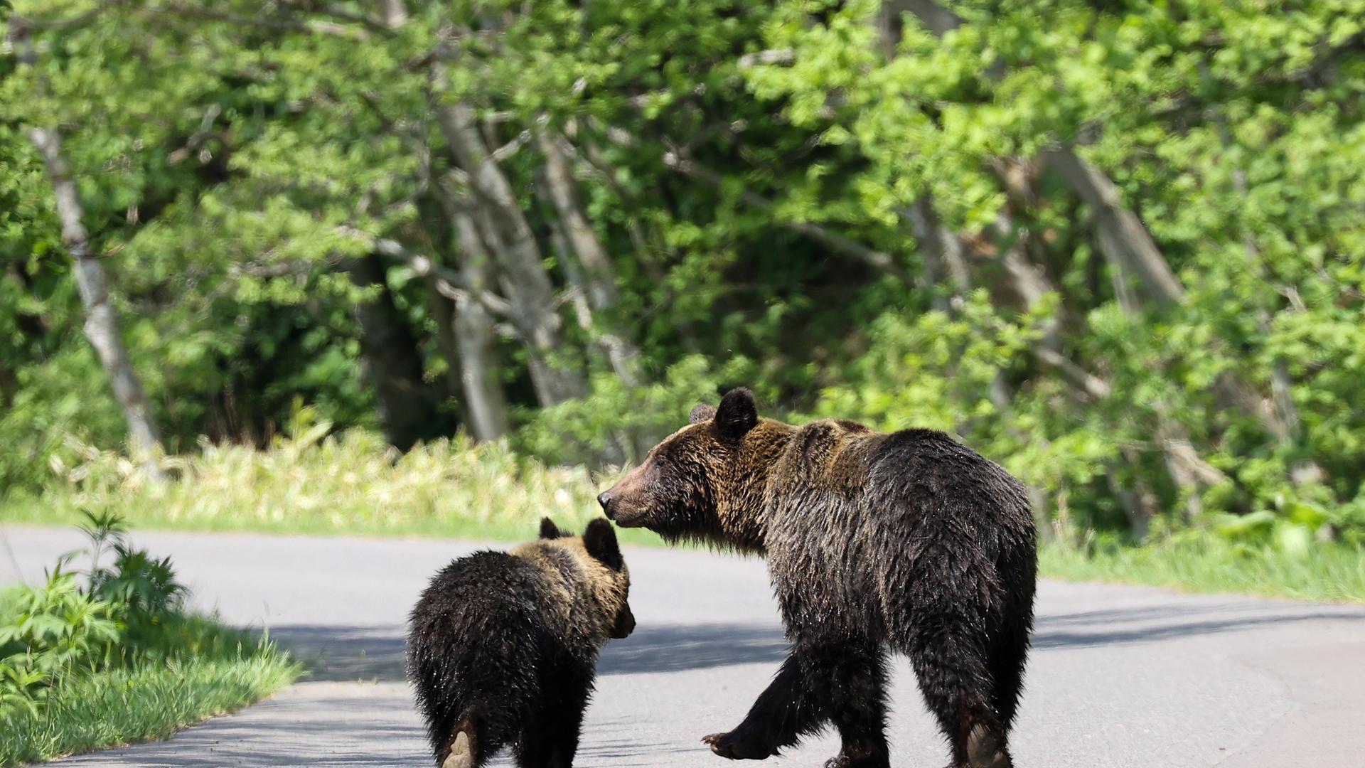 Eine Braunbärmutter und ihr Junges auf einer geteerten Straße. 