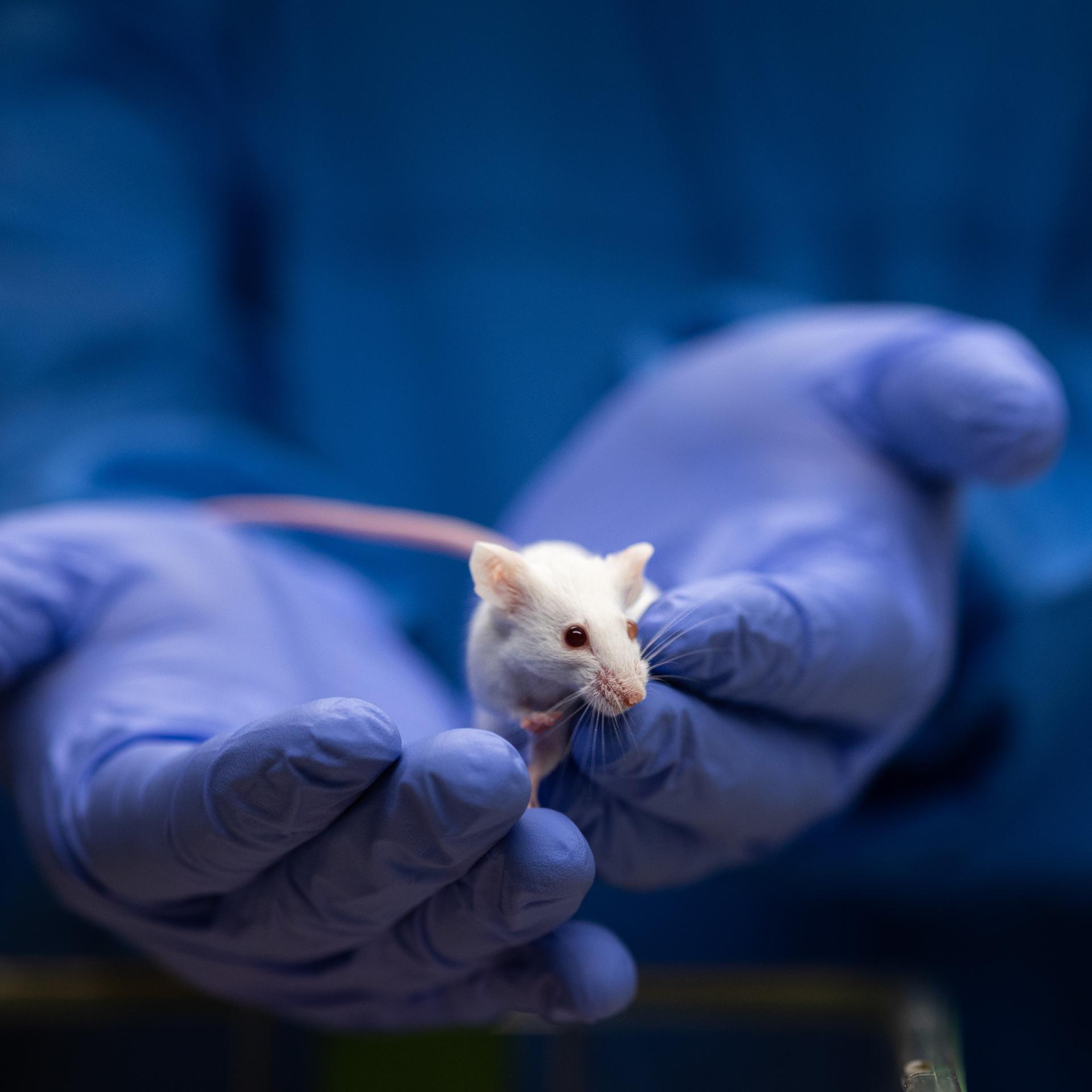 Organoide statt Mäuse - Schaffen wir Tierversuche jetzt endlich ab?
