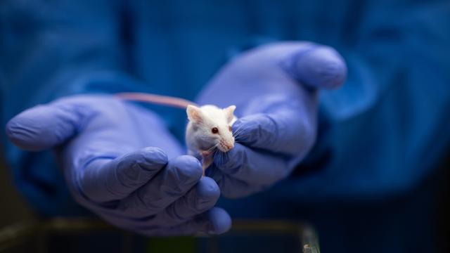 Eine Wissenschaftlerin mit einer Labormaus in der Hand, die weiße Maus sitzt auf blauen OP-Handschuhen.