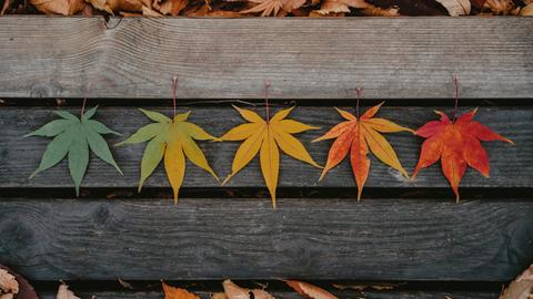 Blätter auf einer Band zeichen die Farben grün, gelb, orange und feuerrot. 