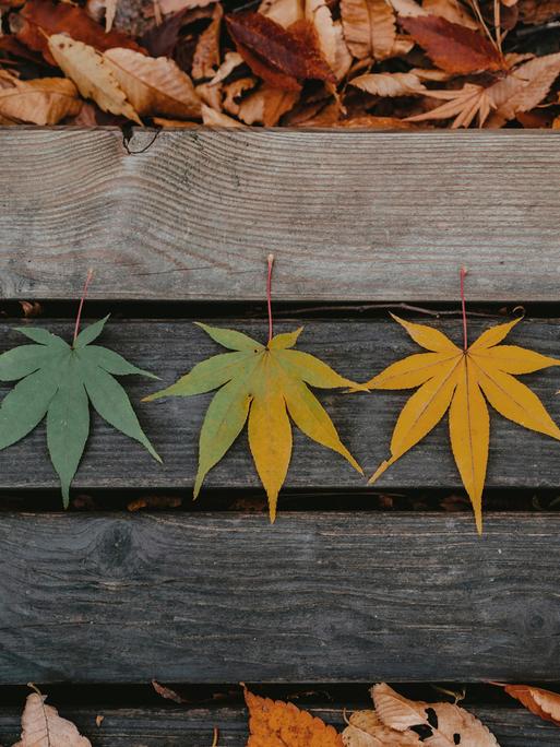 Blätter auf einer Band zeichen die Farben grün, gelb, orange und feuerrot. 