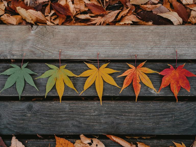 Blätter auf einer Band zeichen die Farben grün, gelb, orange und feuerrot. 