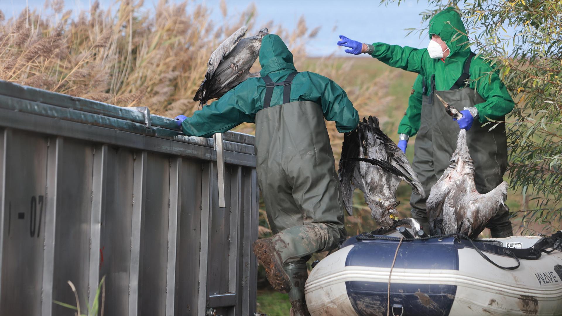 Einsatzkräfte der Feuerwehr entsorgen verendete Kraniche in einem Container. Am Stausee Kelbra gibt es einen Ausbruch der Vogelgrippe. Einsatzkräfte der Feuerwehr entsorgen verendete Kraniche in einem Container. Am Stausee Kelbra gibt es einen Ausbruch der Vogelgrippe.