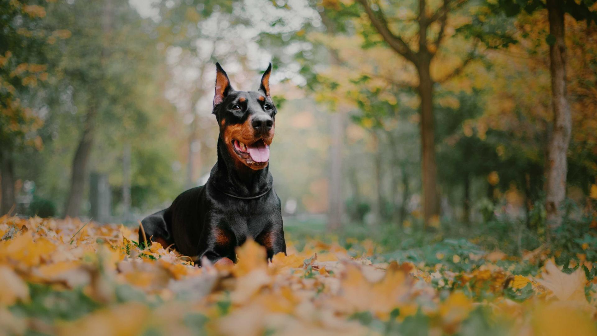 Ein mächtiger Doberman auf einer Herbstwiese im Wald.