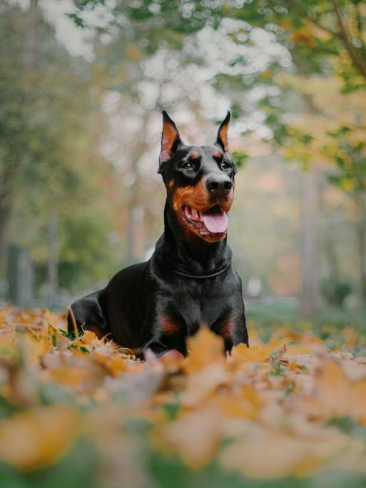 Ein mächtiger Doberman auf einer Herbstwiese im Wald.