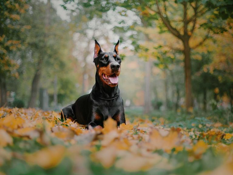 Ein mächtiger Doberman auf einer Herbstwiese im Wald.