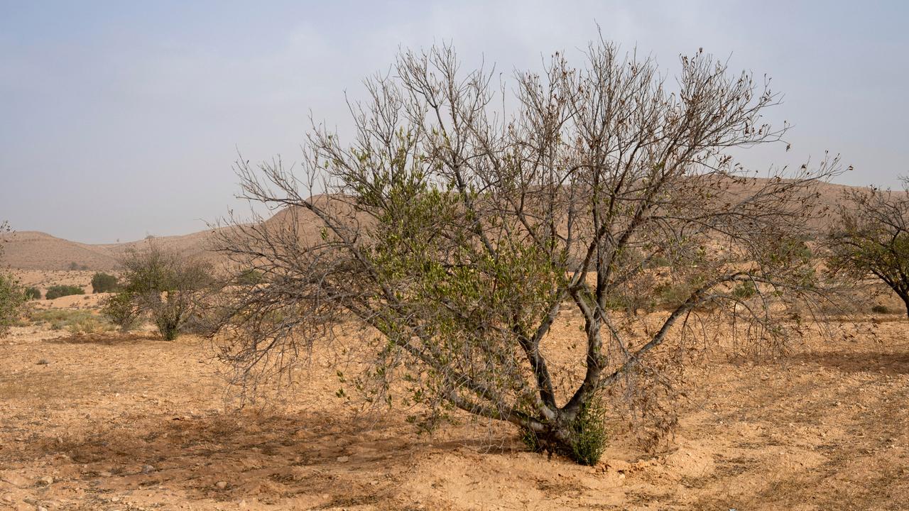 Tunesien, Hedada. Braune Blätter hängen an einem Ölbaum. Der Klimawandel hat die tunesische Landwirtschaft 2023 hart getroffen, besonders die Olivenölproduktion. 