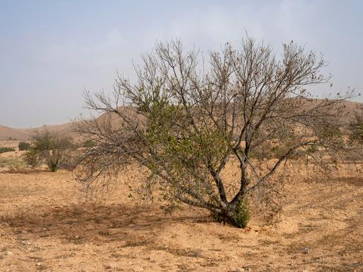 Tunesien, Hedada. Braune Blätter hängen an einem Ölbaum. Der Klimawandel hat die tunesische Landwirtschaft 2023 hart getroffen, besonders die Olivenölproduktion. 
