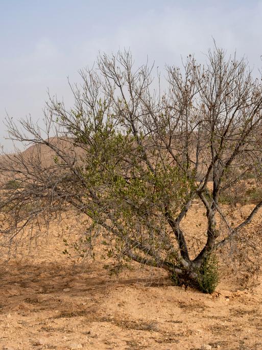 Tunesien, Hedada. Braune Blätter hängen an einem Ölbaum. Der Klimawandel hat die tunesische Landwirtschaft 2023 hart getroffen, besonders die Olivenölproduktion. 