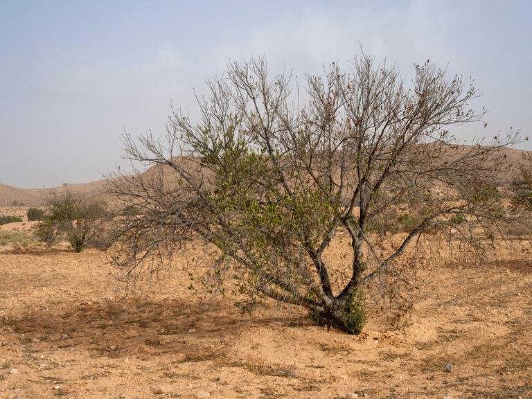 Tunesien, Hedada. Braune Blätter hängen an einem Ölbaum. Der Klimawandel hat die tunesische Landwirtschaft 2023 hart getroffen, besonders die Olivenölproduktion. 