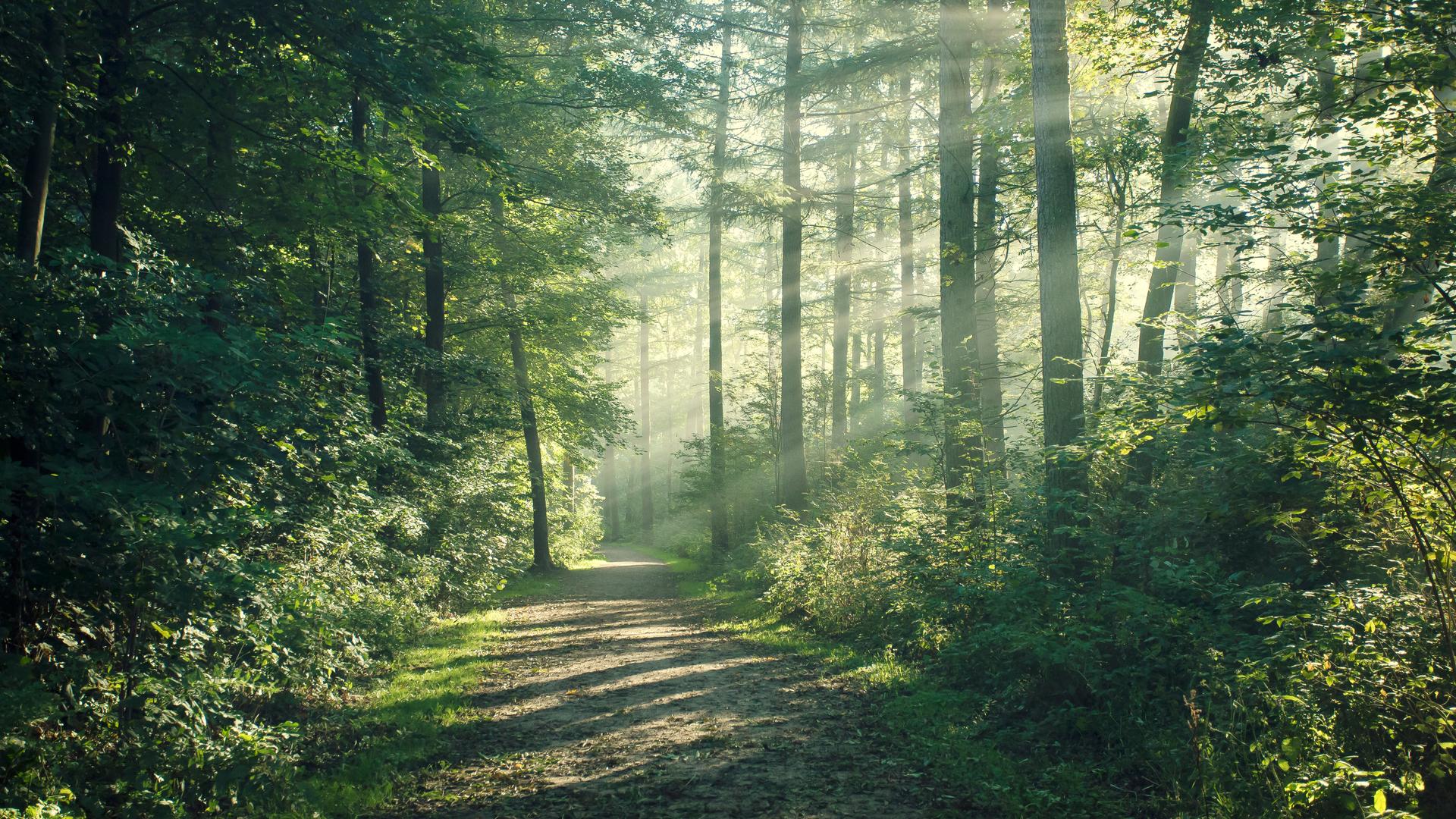 Ein Waldweg auf den durch die Bäume Sonnenstrahlen fallen.