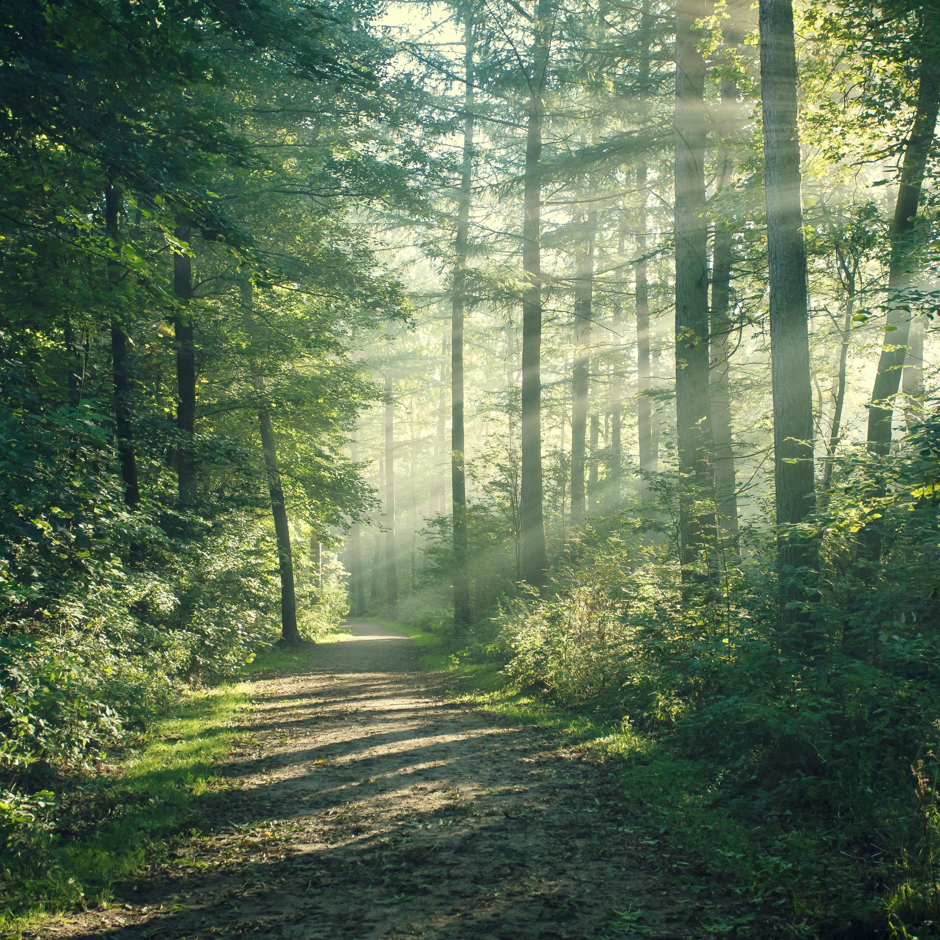 Kakadu - bei euch - Matti liebt den Wald