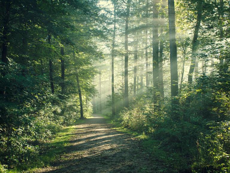 Ein Waldweg auf den durch die Bäume Sonnenstrahlen fallen.