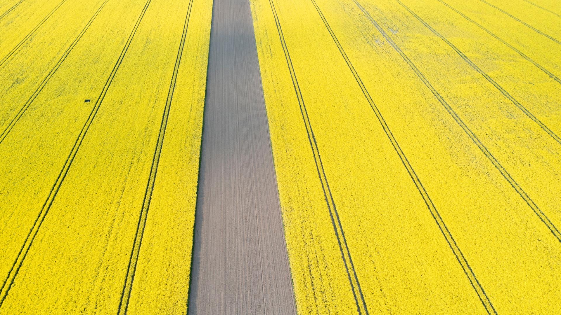 Gelbe Rapsblüten-Felder in Sachsen-Anhalt