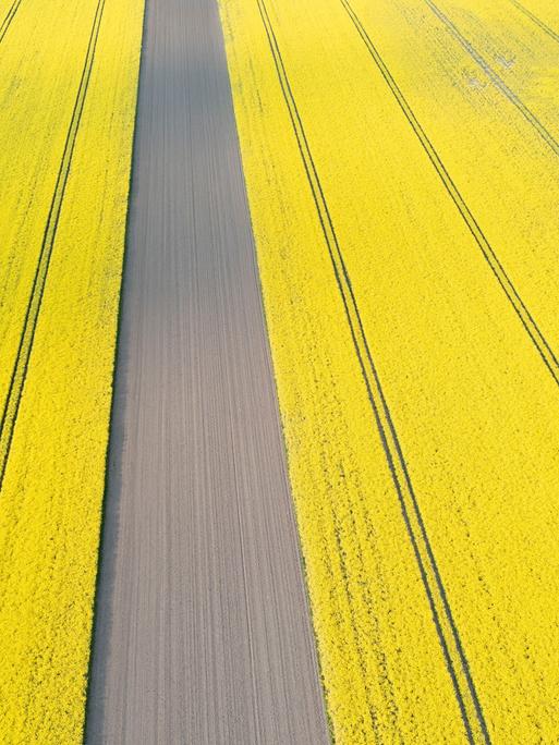 Gelbe Rapsblüten-Felder in Sachsen-Anhalt Gelbe Rapsblüten-Felder in Sachsen-Anhalt