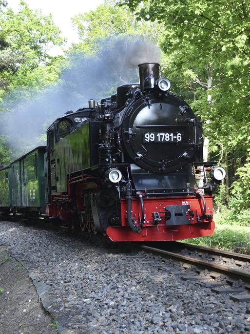 Die Schmalspurbahn mit dem Namen Rasende Roland fährt durch einen kleinen Wald auf Rügen.