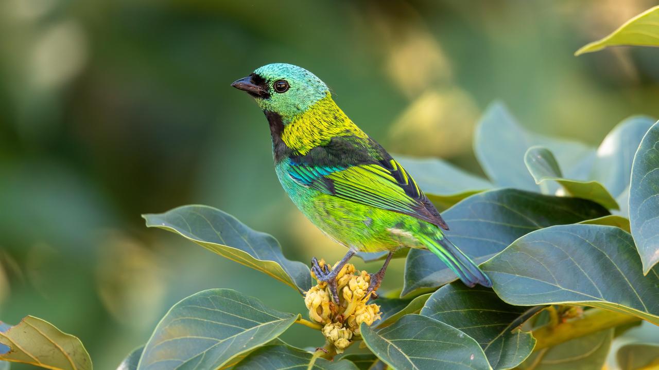 Ein Grünkopf-Tangare (Tangara seledon) sitz auf einem Ast. Der farbenprächtige Vogel kommt im Atlantischen Regenwald vor. Ein Grünkopf-Tangare (Tangara seledon) sitz auf einem Ast. Der farbenprächtige Vogel kommt im Atlantischen Regenwald vor.
