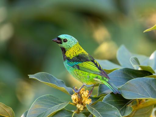 Ein Grünkopf-Tangare (Tangara seledon) sitz auf einem Ast. Der farbenprächtige Vogel kommt im Atlantischen Regenwald vor. Ein Grünkopf-Tangare (Tangara seledon) sitz auf einem Ast. Der farbenprächtige Vogel kommt im Atlantischen Regenwald vor.