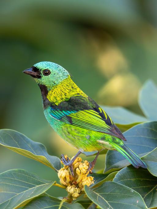 Ein Grünkopf-Tangare (Tangara seledon) sitz auf einem Ast. Der farbenprächtige Vogel kommt im Atlantischen Regenwald vor. Ein Grünkopf-Tangare (Tangara seledon) sitz auf einem Ast. Der farbenprächtige Vogel kommt im Atlantischen Regenwald vor.