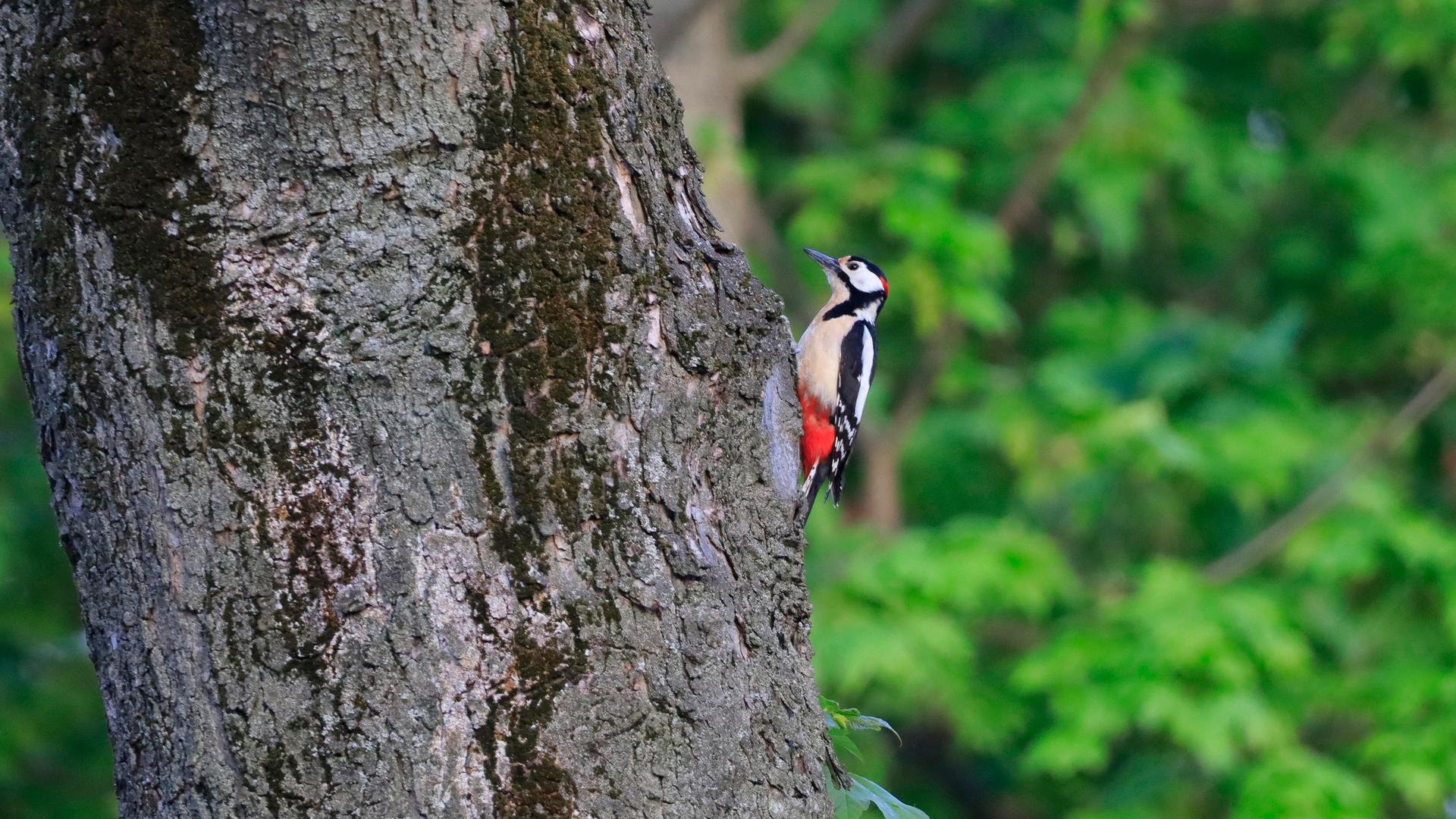 Ein Buntspecht sitzt auf einem Baum im Wald.