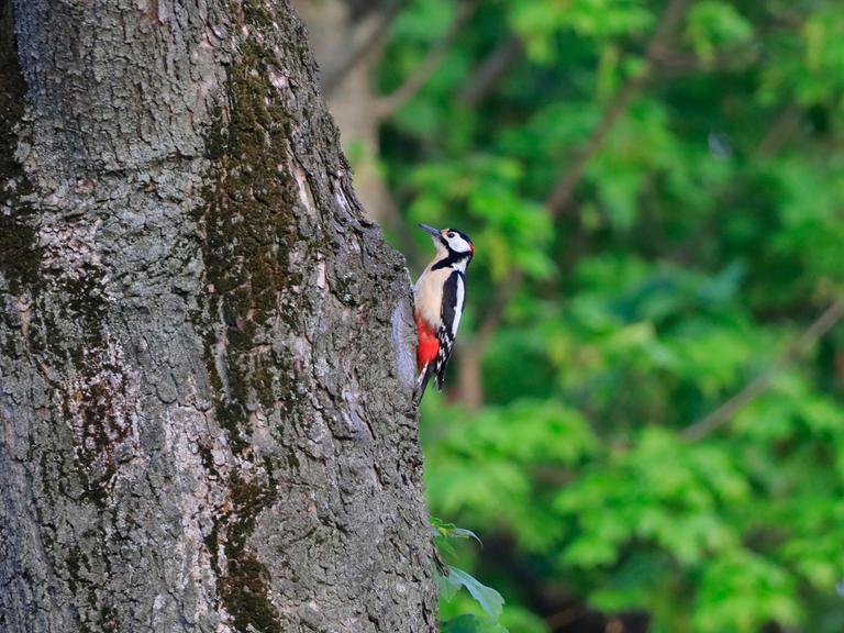 Ein Buntspecht sitzt auf einem Baum im Wald.